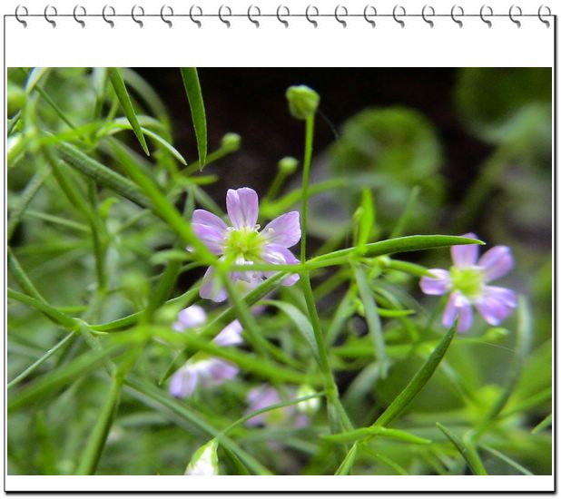 06��һЩ����--��԰����