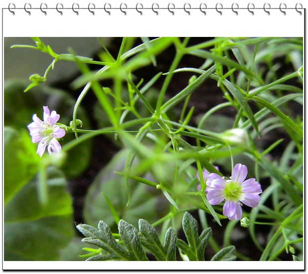 06��һЩ����--��԰����