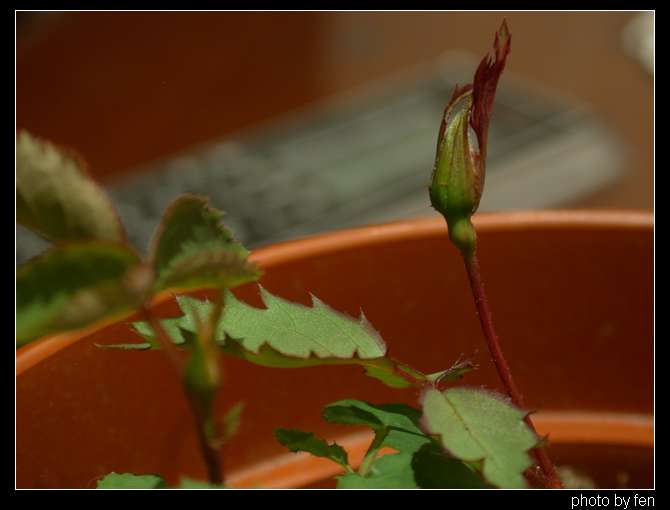 ���������¼�������5Ƭ��Ҷ�����������ˣ�