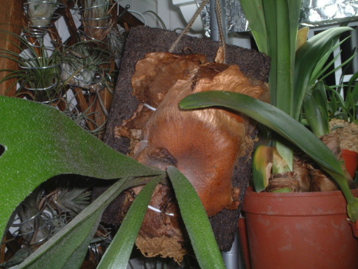 İ�� - ������