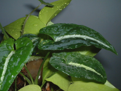 ���~�ߵê���