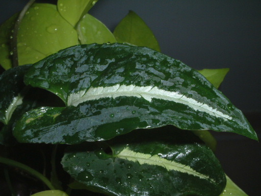 ���~�ߵê���