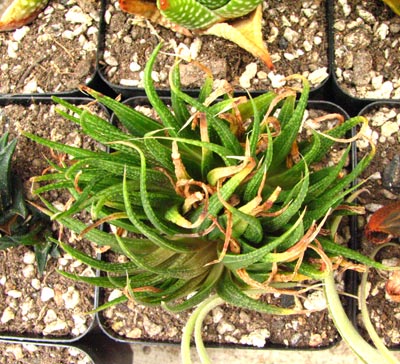 ���߰���һ���