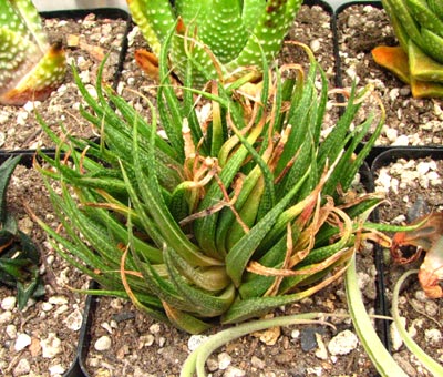 ���߰���һ���