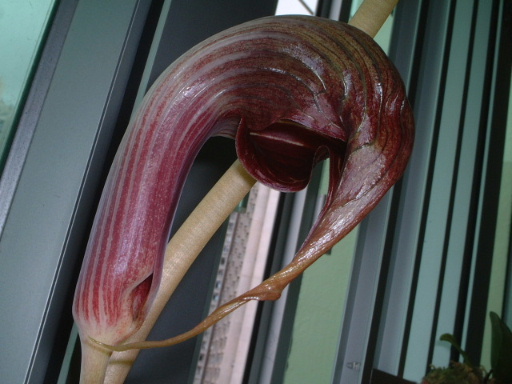Arisaema Sikokianum