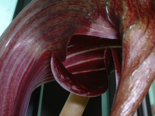 Arisaema Sikokianum