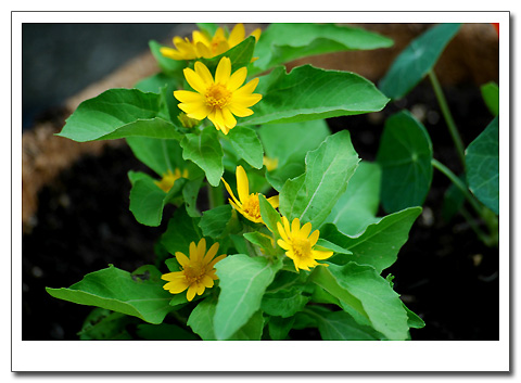 ������С���Ӻͺ�����