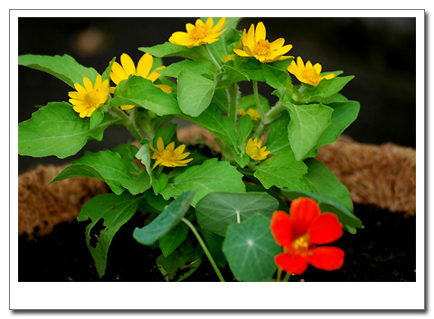 ������С���Ӻͺ�����