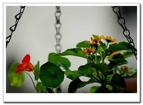 ������С���Ӻͺ�����