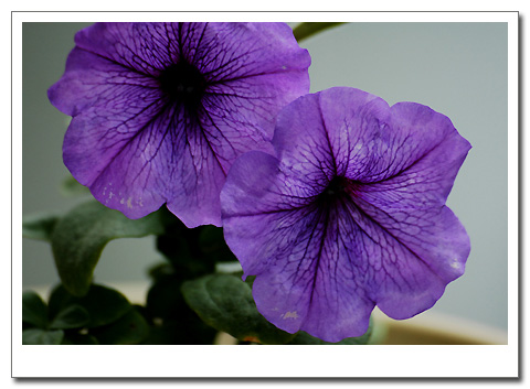 ������ţţ���ۺ�ţ����P3��