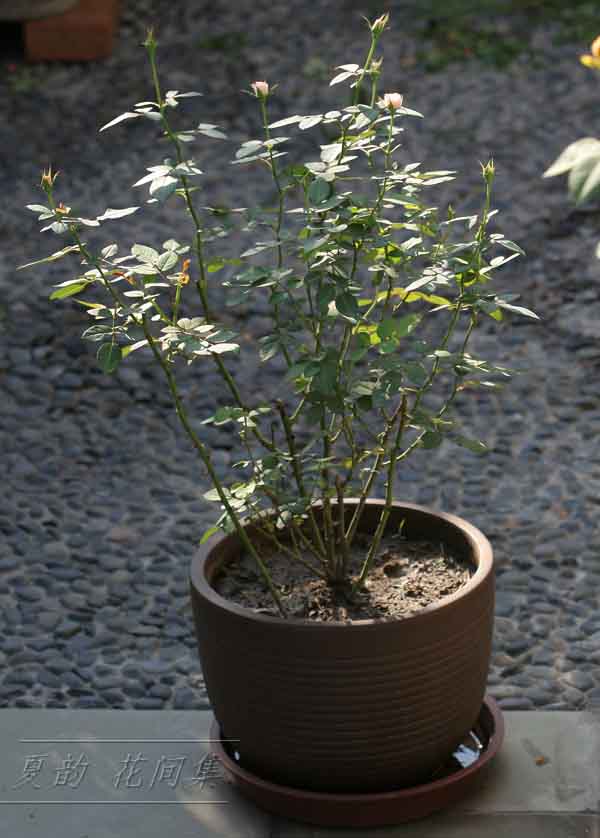 ���伯------�ҵ��¼���԰