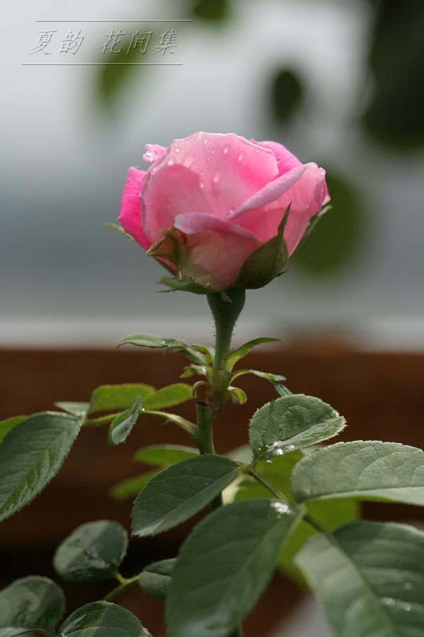 ���伯------�ҵ��¼���԰