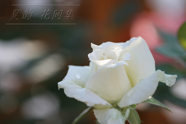 ���伯------�ҵ��¼���԰