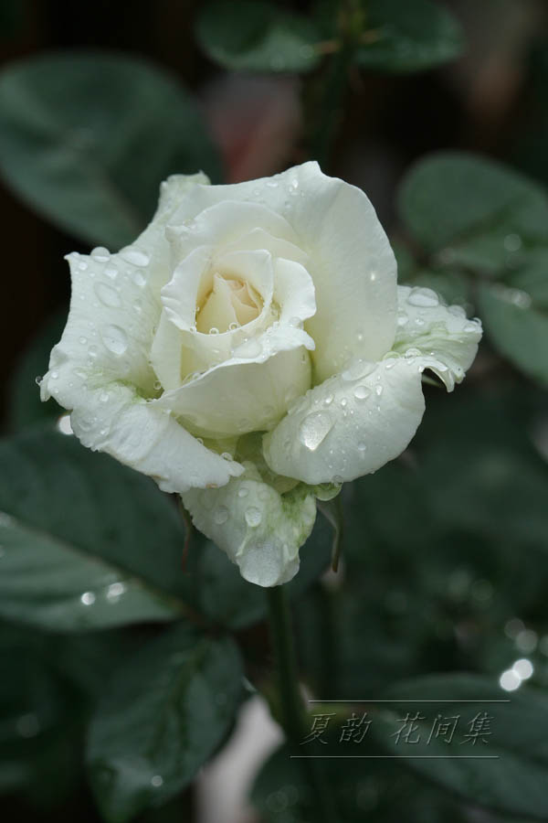 ���伯------�ҵ��¼���԰