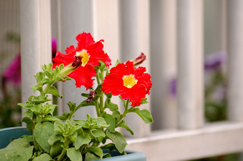 ������ţţ������ţ���£УУ�