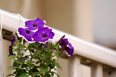 ������ţţ������ţ���£УУ�