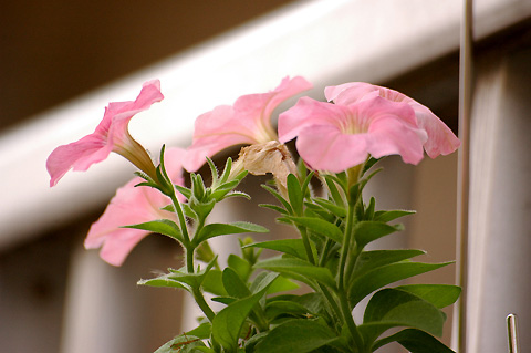 ������ţţ������ţ���£УУ�