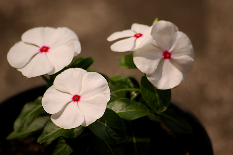 �����ķ���,���ÿ�(P3�������մ�PP)