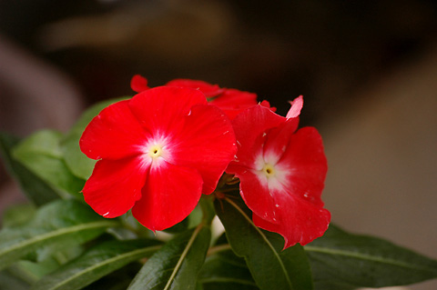 �����ķ���,���ÿ�(P3�������մ�PP)