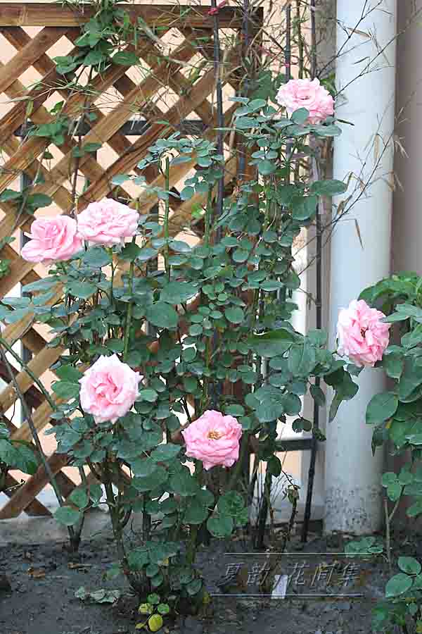 ���伯------�ҵ��¼���԰