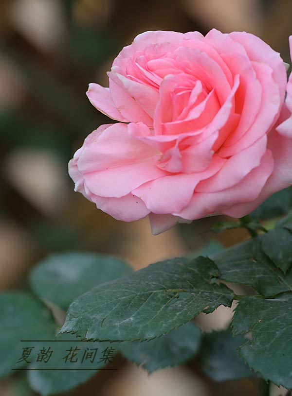 ���伯------�ҵ��¼���԰