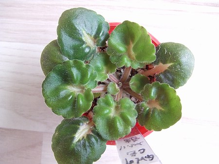 ����Ů�~�ý���