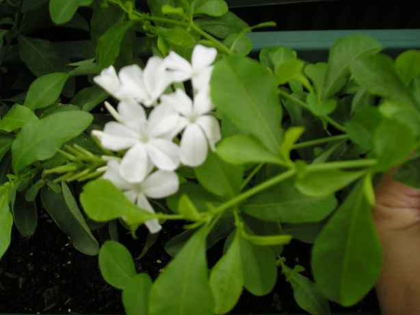 ��ѩ����ѩ��