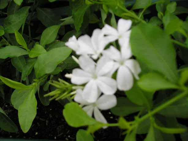 ��ѩ����ѩ��