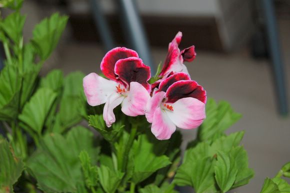 Rachel,���������