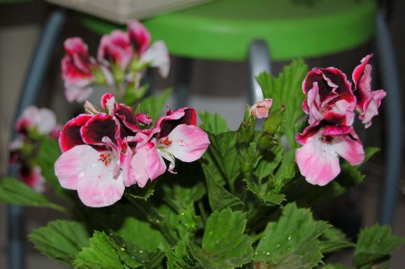 Rachel,���������