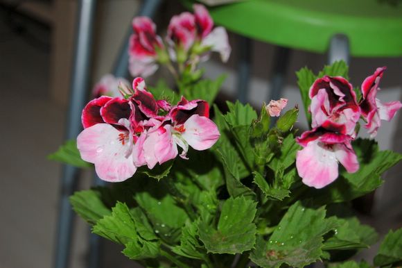 Rachel,���������