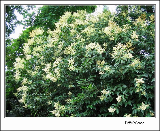 ������ƣ�����