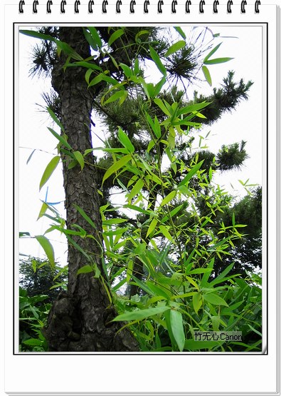 ������ƣ�����