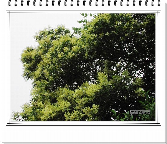 ������ƣ�����