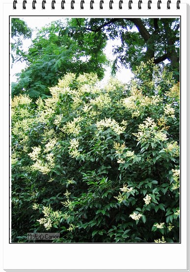 ������ƣ�����