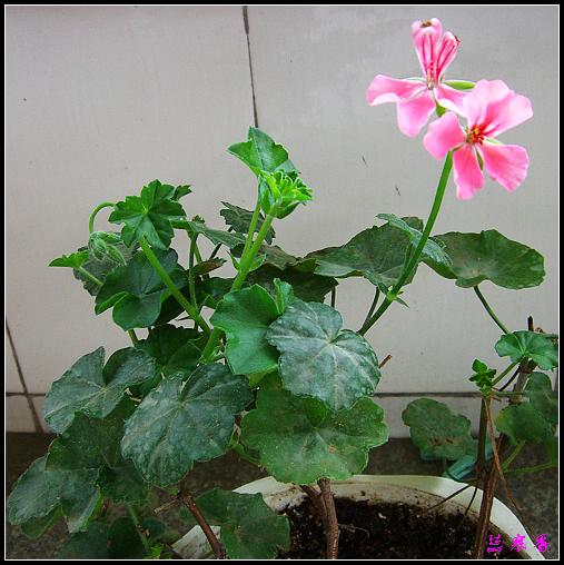 �������ÿ�:P8�°ܵ�3������