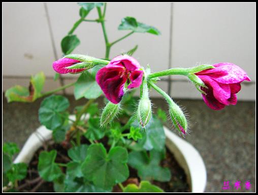 �������ÿ�:P8�°ܵ�3������