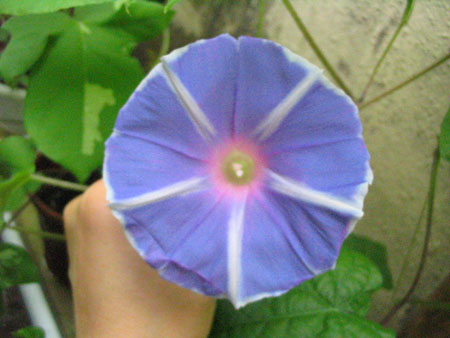 ��ţ��-----�Ѿ���4����ɫ��