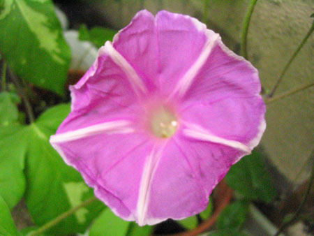 ��ţ��-----�Ѿ���4����ɫ��