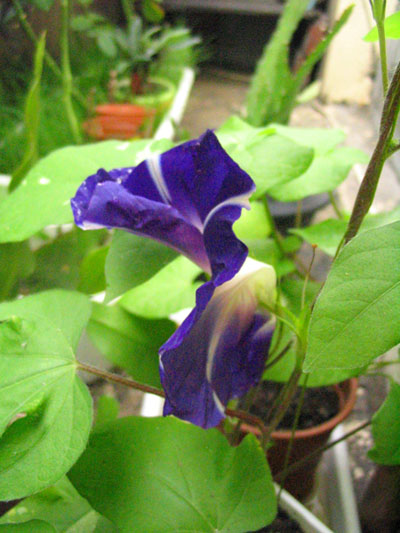 ��ţ��-----�Ѿ���4����ɫ��