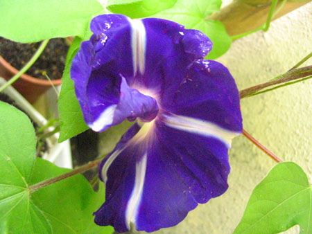 ��ţ��-----�Ѿ���4����ɫ��