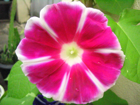 ��ţ��-----�Ѿ���4����ɫ��