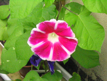 ��ţ��-----�Ѿ���4����ɫ��