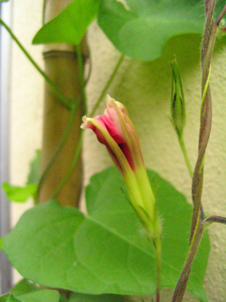 ��ţ��-----�Ѿ���4����ɫ��