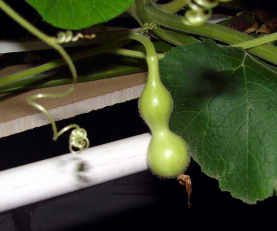 �Һ��ĺ�«��