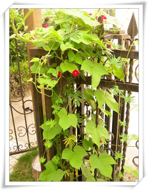 ����ը��,Ҳ��һ���ҵĹ���.