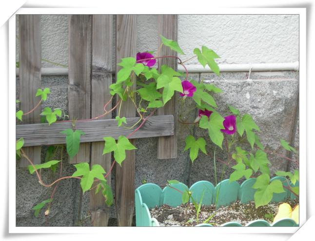 ����ը��,Ҳ��һ���ҵĹ���.