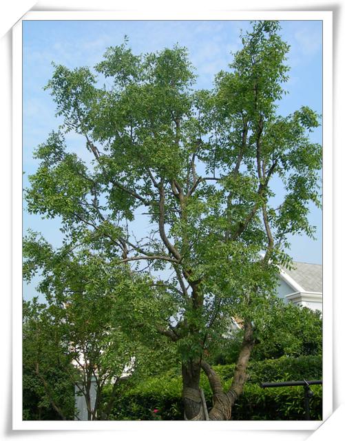 ����ը��,Ҳ��һ���ҵĹ���.