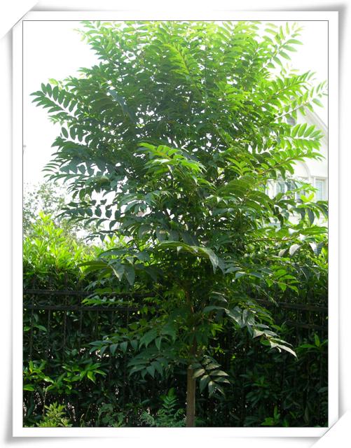 ����ը��,Ҳ��һ���ҵĹ���.