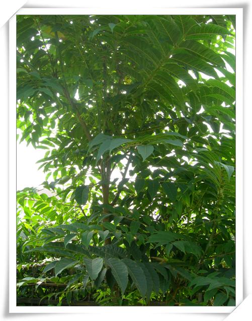 ����ը��,Ҳ��һ���ҵĹ���.